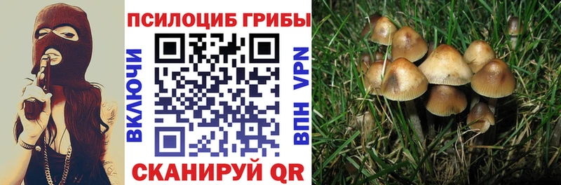 магазин    Куровское  Псилоцибиновые грибы MAGIC MUSHROOMS 